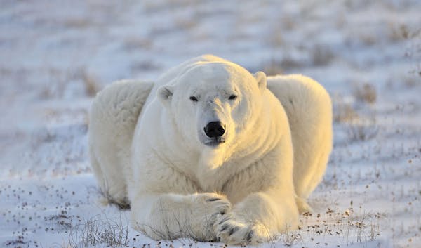 Why polar bears need sea ice to survive life in the Arctic
