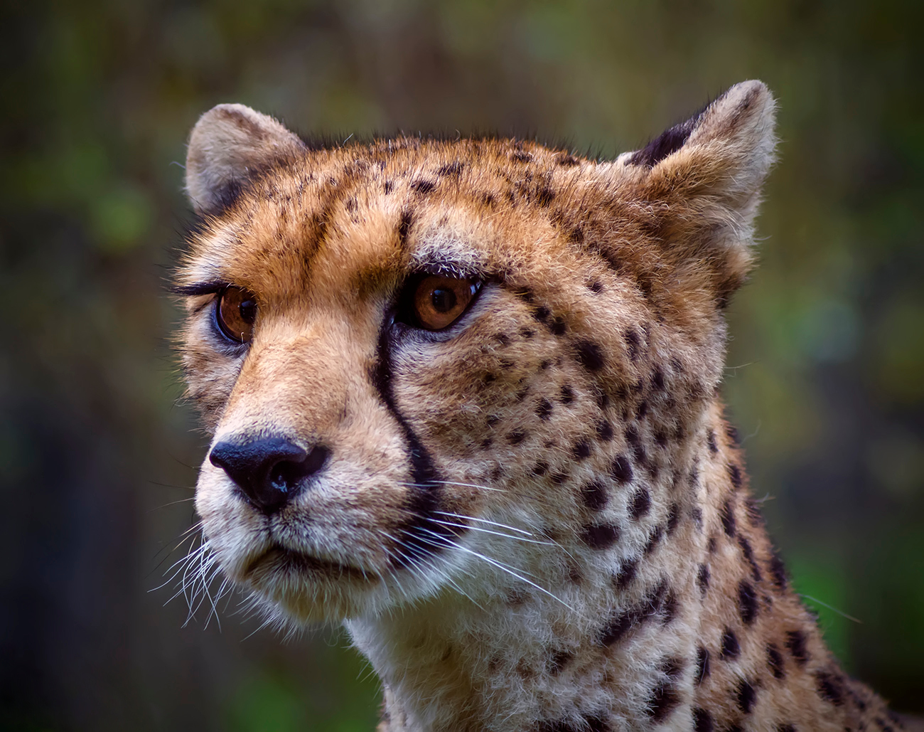 The Northwest African Cheetah (Acinonyx jubatus hecki), also known as the Saharan Cheetah, is a subspecies of cheetah found in the northwestern part of Africa (particularly the central western Sahara desert and the Sahel). It is classified as critically endangered, with a total world population estimated to be about 250 mature individuals. Image credit: Steve Wilson, Creative Commons