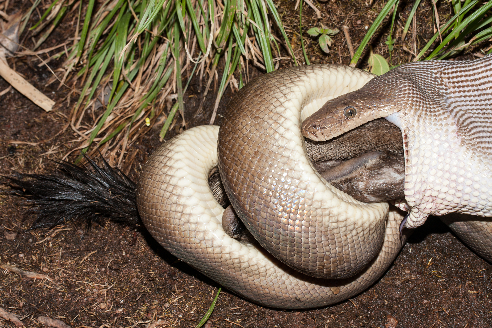 A Pilbara olive python feeding on rock wallaby. Image Credit: © Ken Griffiths, Dreamstime. A Pilbara olive python feeding on rock wallaby. Image Credit: © Ken Griffiths, Dreamstime.