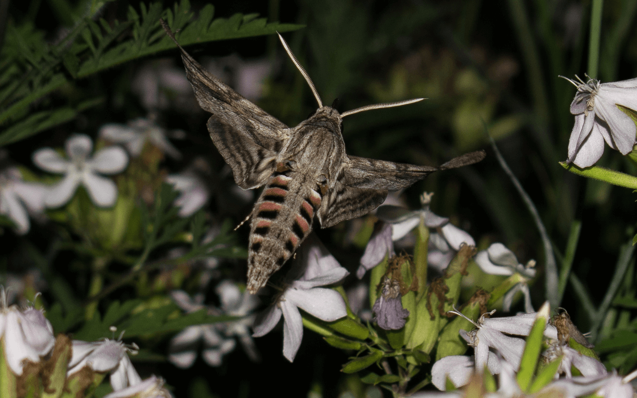 Sphinx moth feeds on flower nectar at night. Image credit: Bogdan V, Creative Commons
