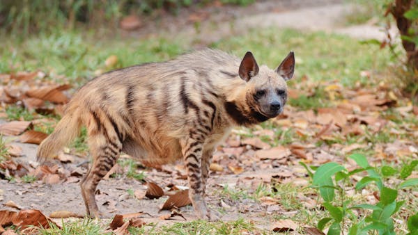 Striped hyenas: Perhaps nature’s most misunderstood clean-up crew