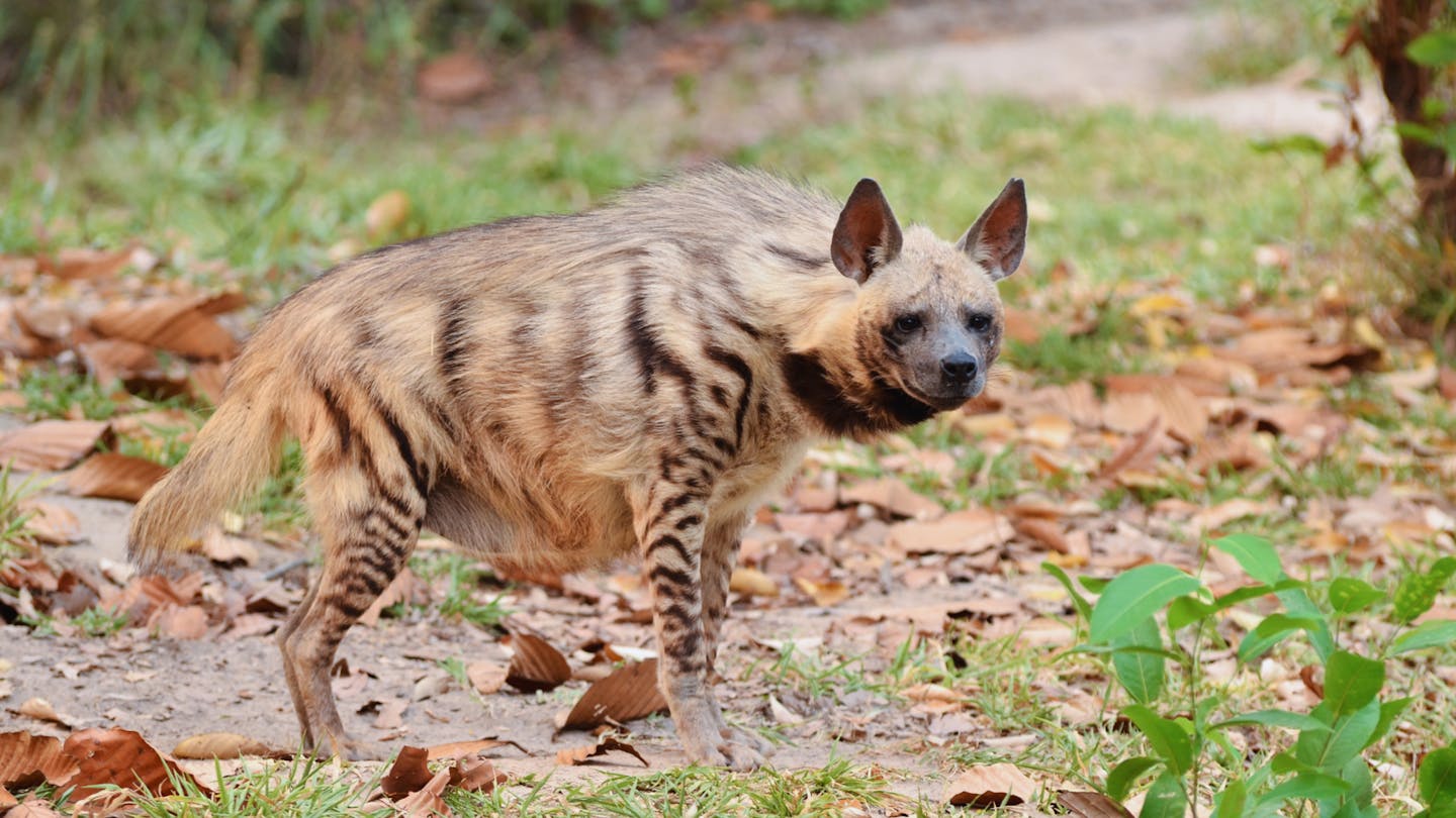 Striped hyenas: Perhaps nature’s most misunderstood clean-up crew