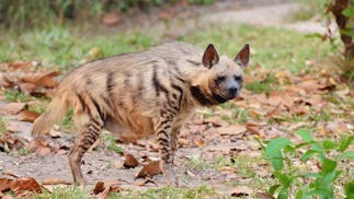 Striped hyena. Image Credit: Anankkml from Getty Images via Canva.