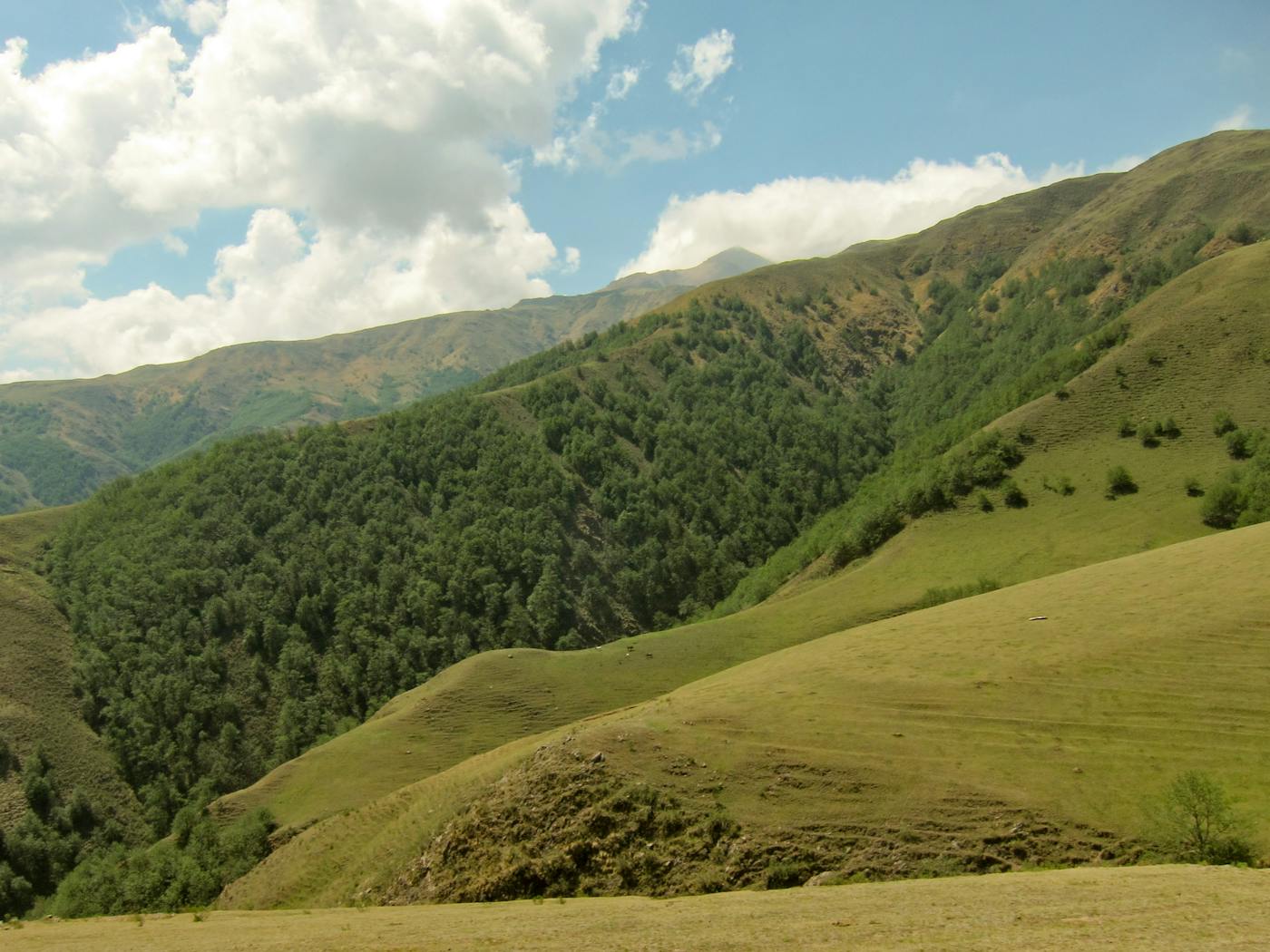 Andean Mountain Forests & Valleys (NT11)