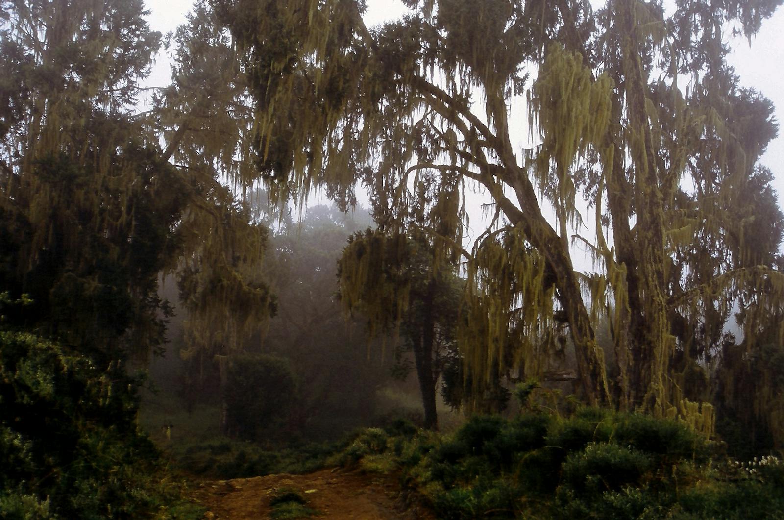 Discovering the forest wonders of Africa -- and the threats they face