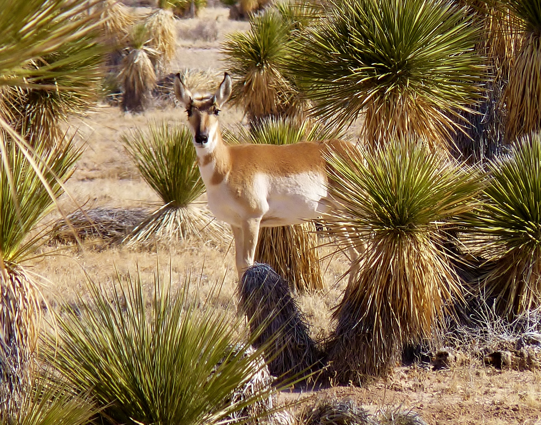 An antelope in Otero Mesa. Image credit: Lisa Phillips / BLM