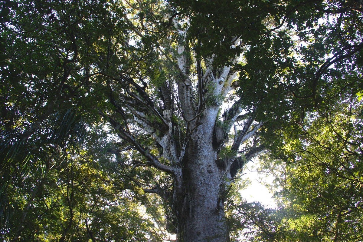 The Kauri tree. Image credit: Flickr, itravelNZ (CC by 2.0 DEED)