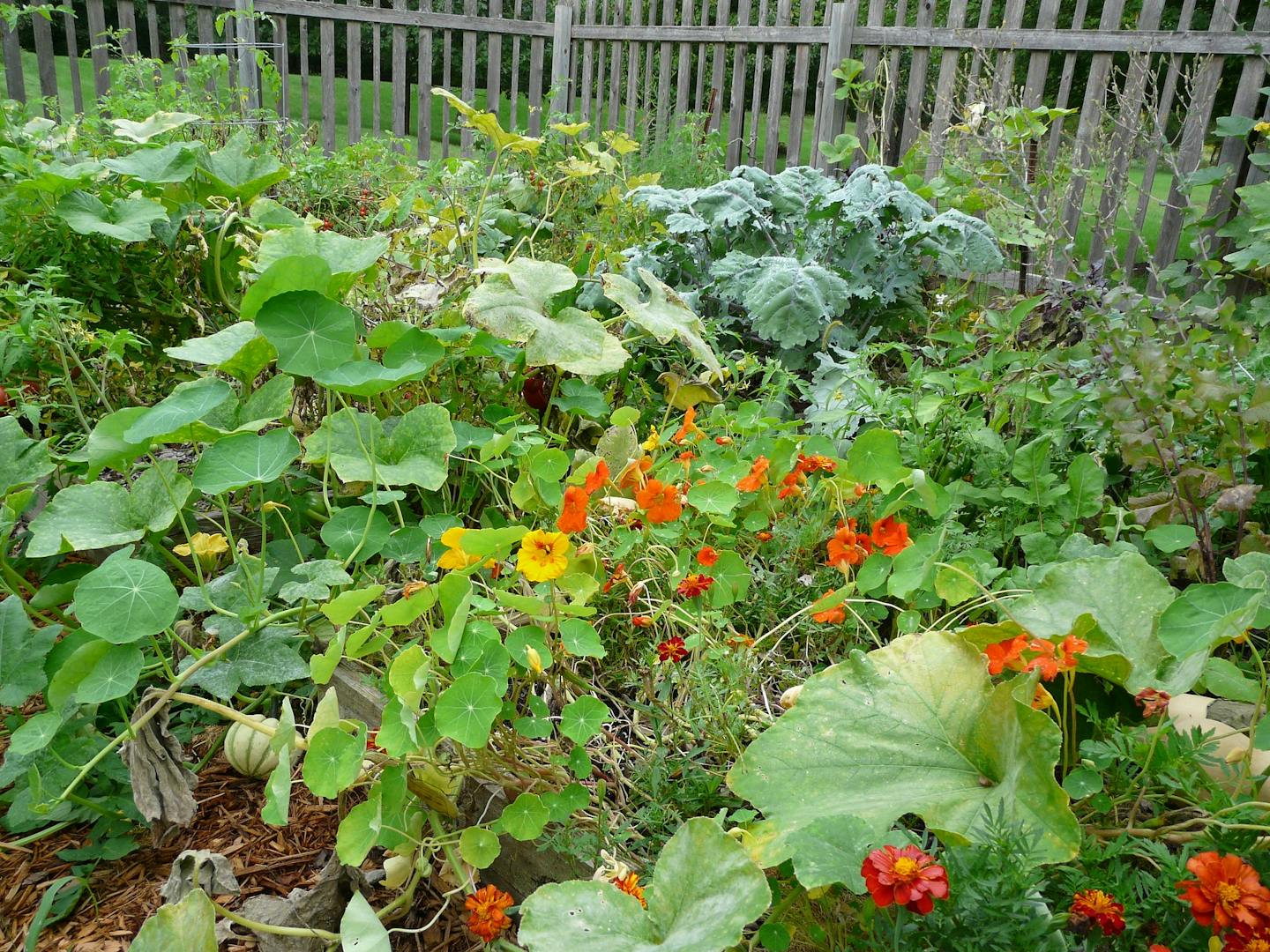 Food insecurity revives the victory gardens movement