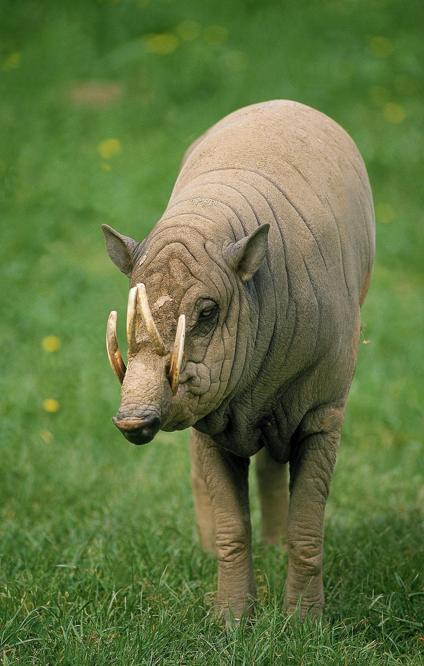 Babirusa. Image Credit: © Slowmotiongli, Dreamstime. Babirusa. Image Credit: © Slowmotiongli, Dreamstime.