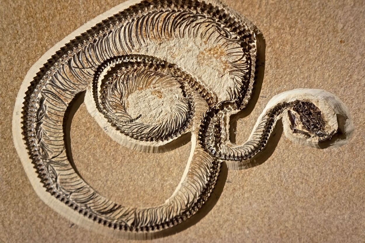 Fossil snake coiled and ready to strike