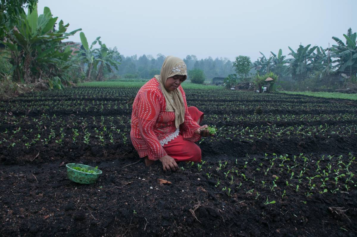 Farmer planting in haze of smoke in Kalimantan, Indonesia. Image credit: Creative Commons, Aulia Erlangga, CIFOR