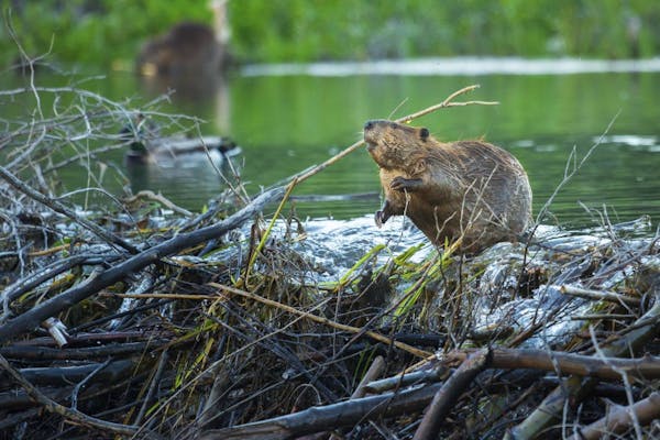 Rewild the planet to help solve the climate crisis