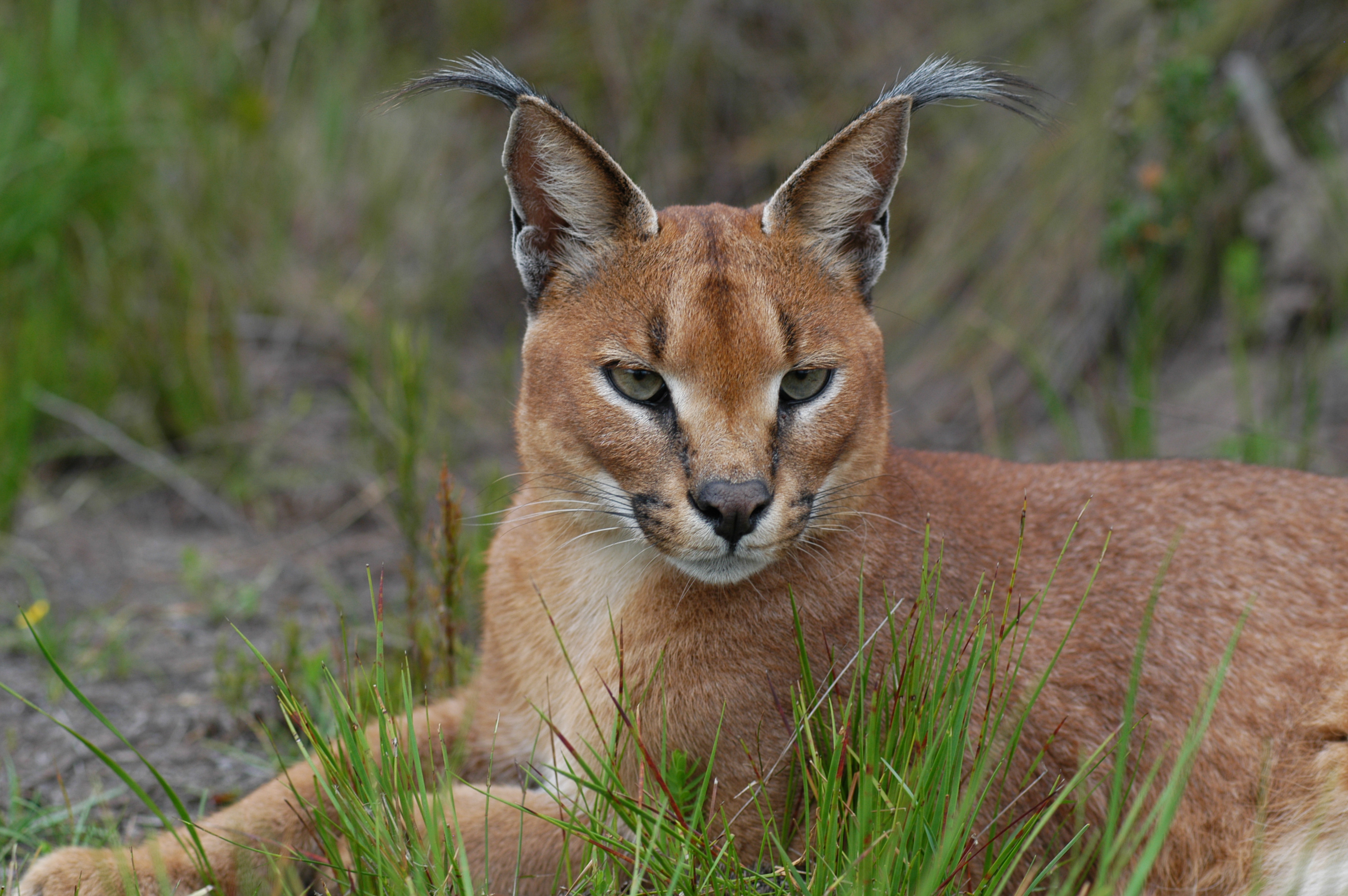 Caracal. Photo | Wildscreen Exchange