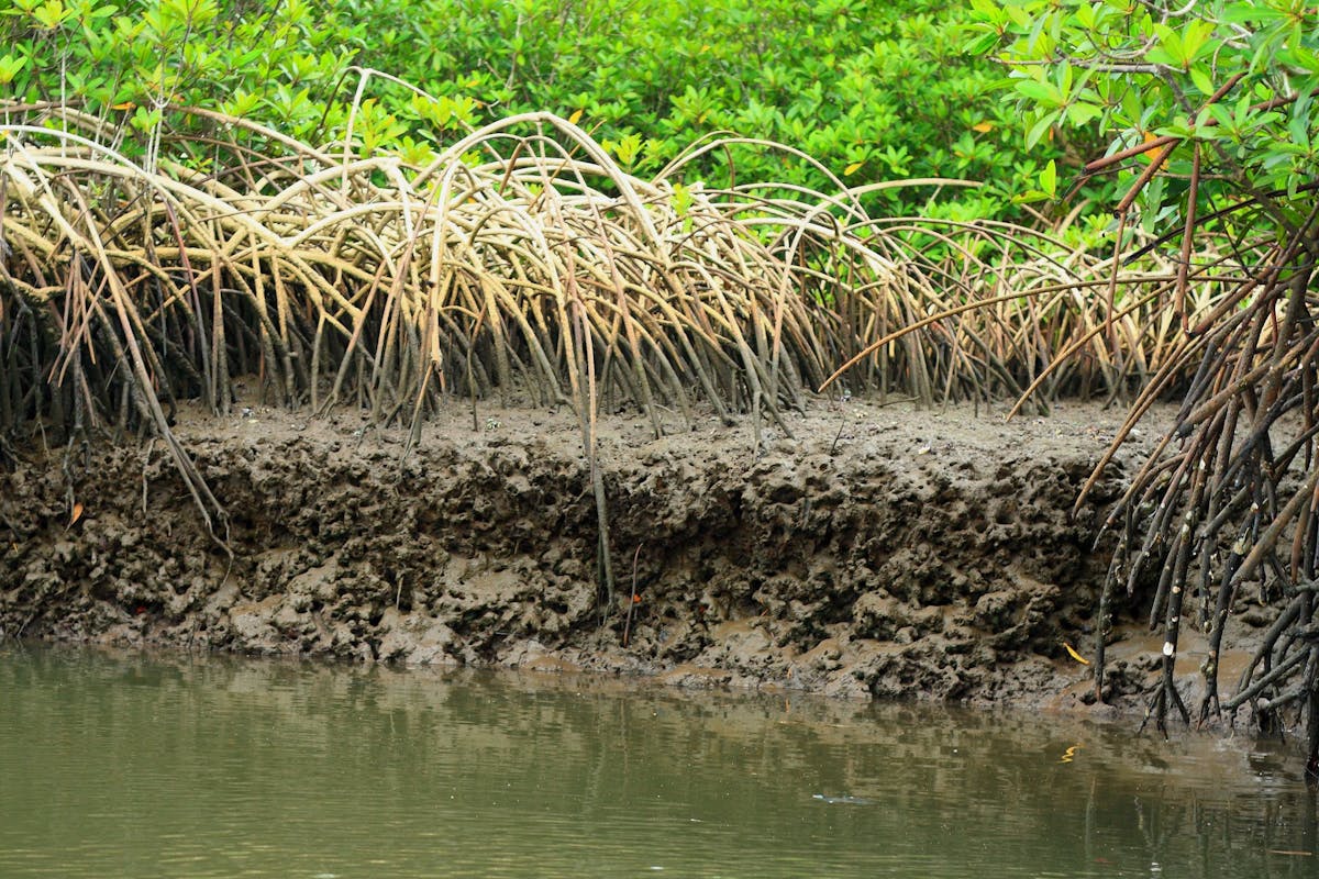 ‘Mangrove for Life’ — restoring Nigeria’s mangrove ecosystem