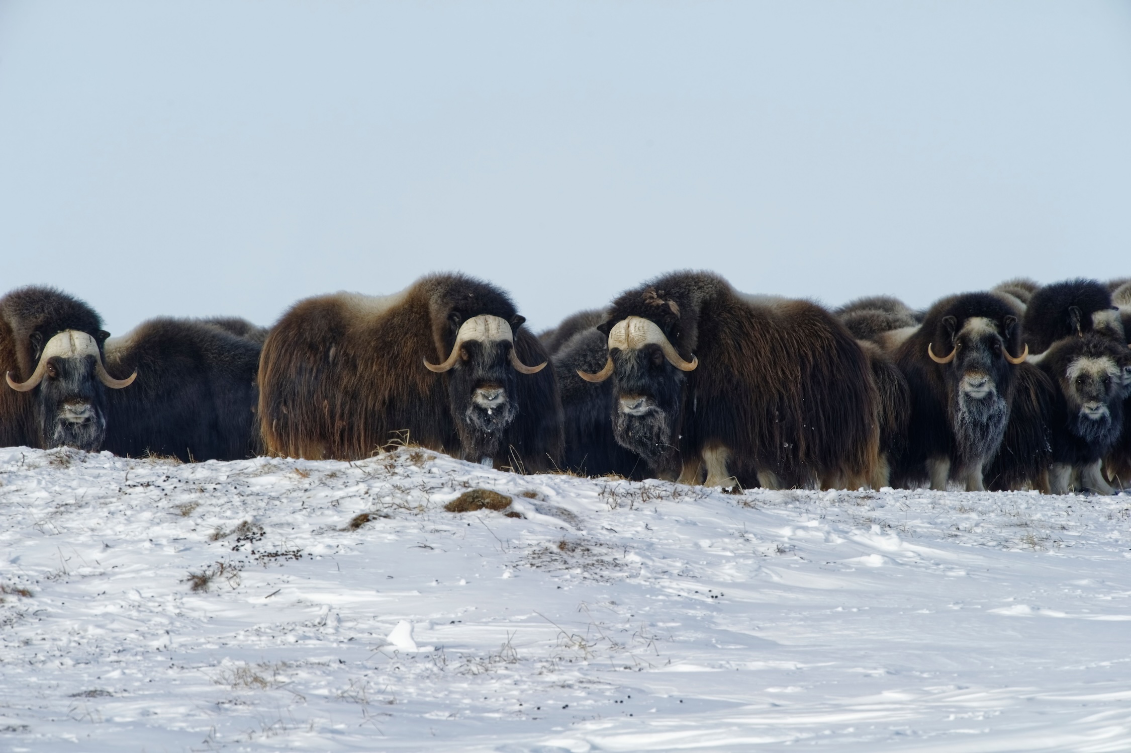 A herd of muskoxen withstanding the frigid winter as one. Image Credit: Wirestock, Envato Elements.