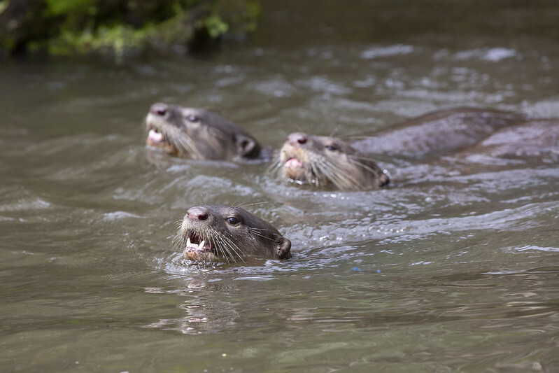 Smooth-coated otters form tight-knit family units, hunting and navigating waterways together. Image Credit: Wiki Commons.
