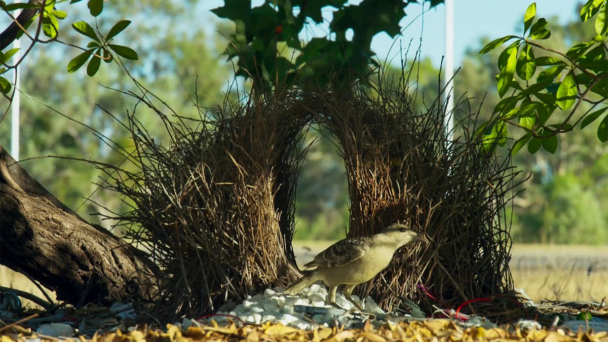 Bowerbirds: the amazing animal architects of tropical New Guinea