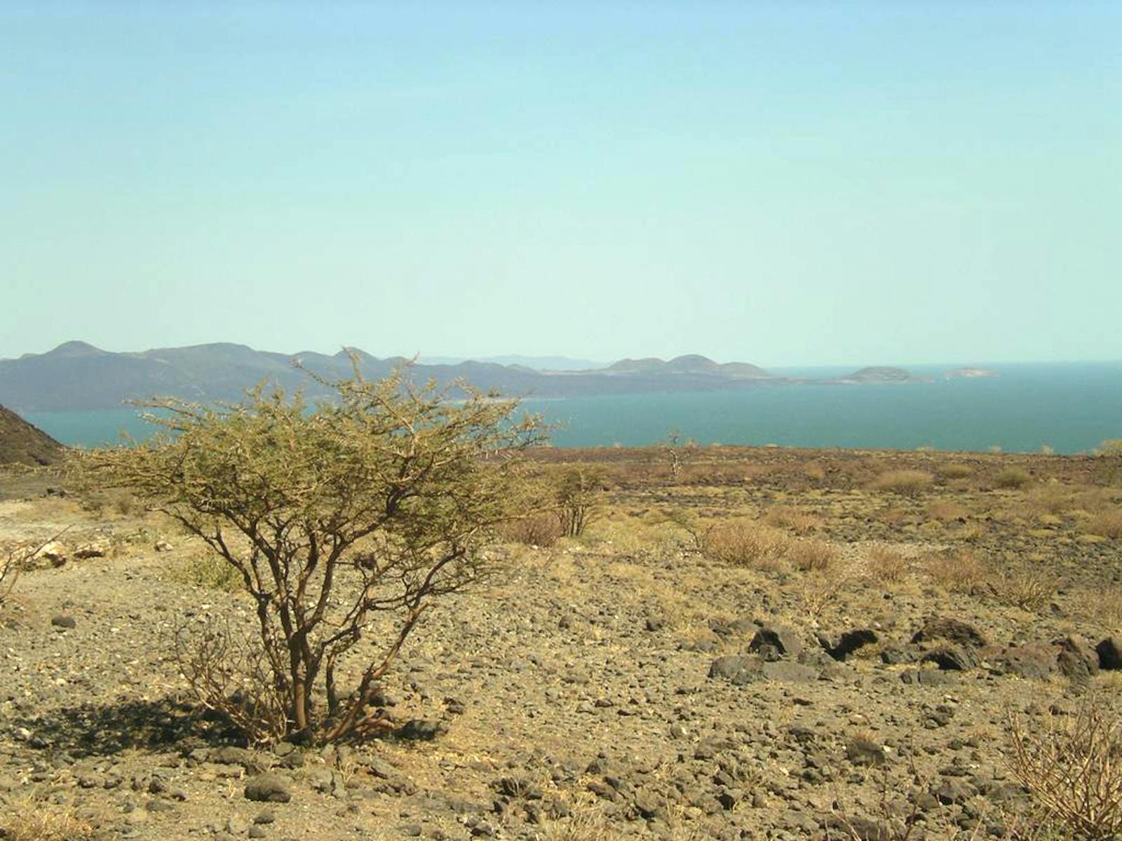 Masai Xeric Grasslands and Shrublands