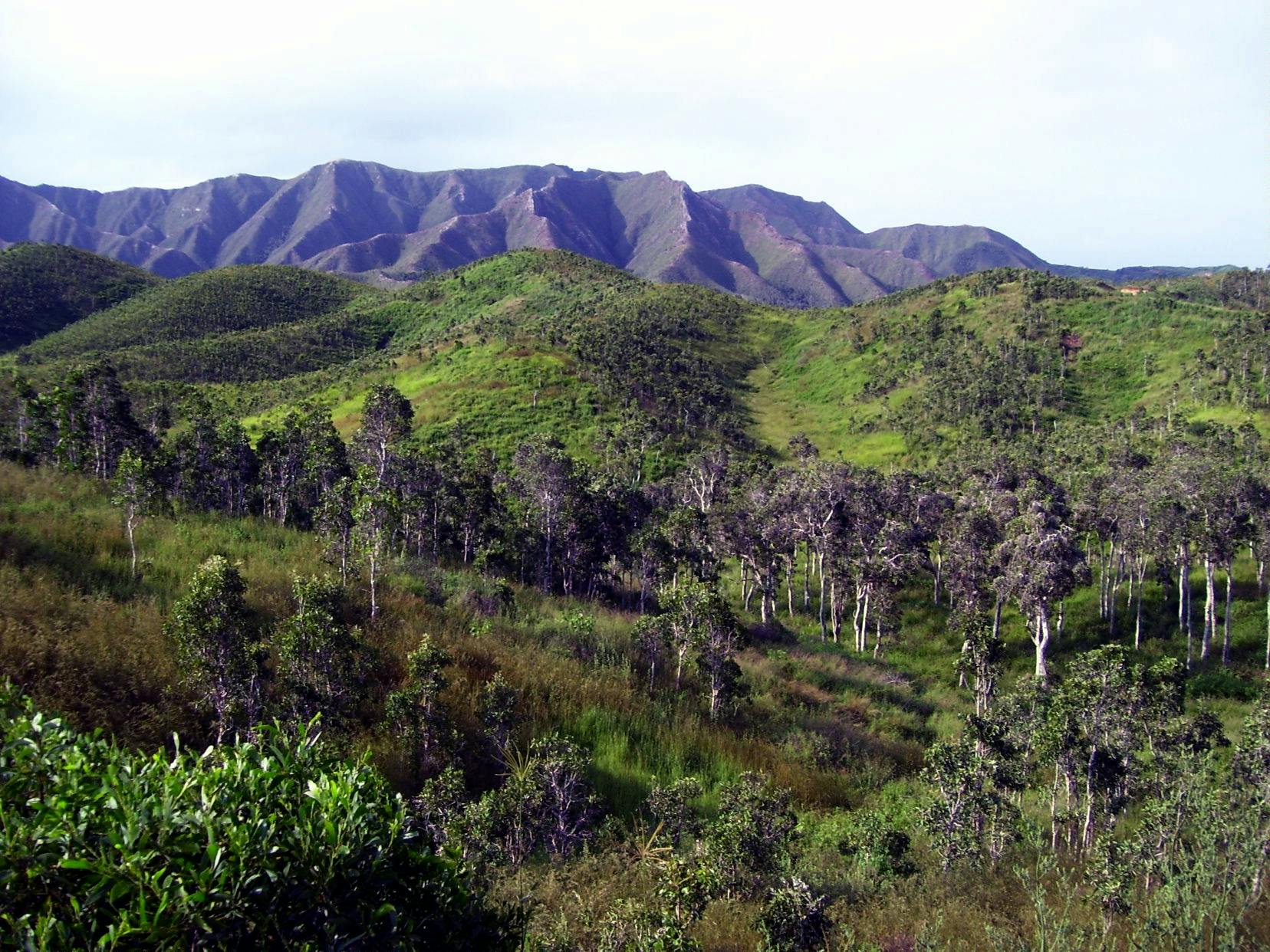 New Caledonia Dry Forests - One Earth