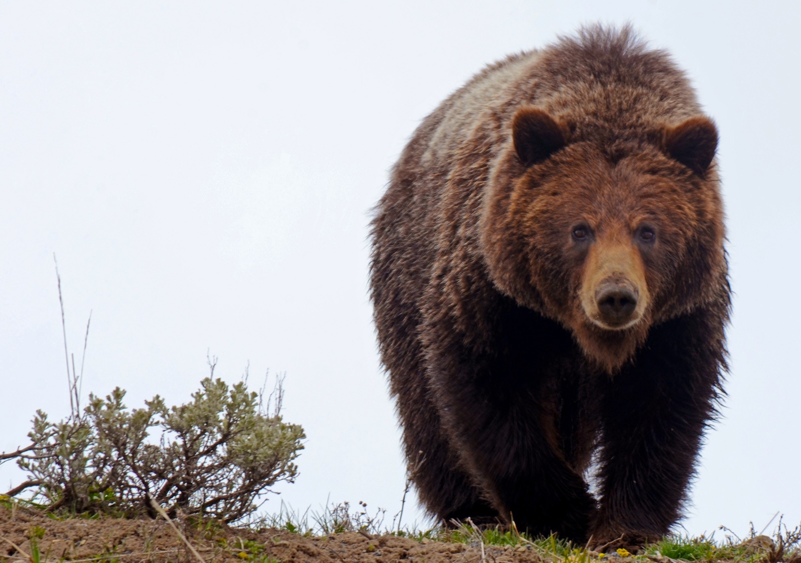 A young grizzly bear fresh out of hibernation. Image credit: © J3nnisme | Dreamstime