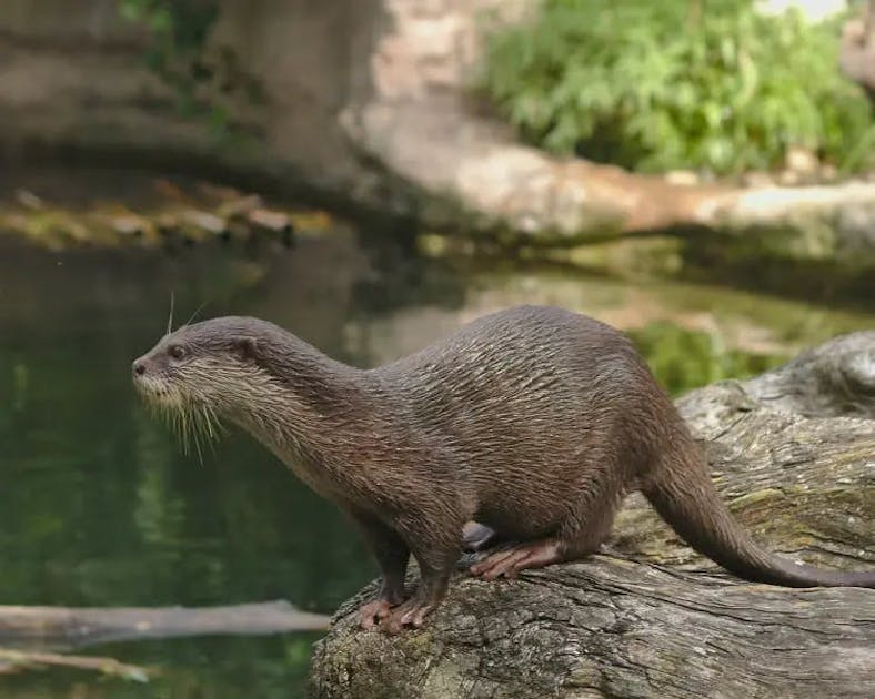 Aquatic acrobats: The playful world of smooth-coated otters in Asia | One Earth