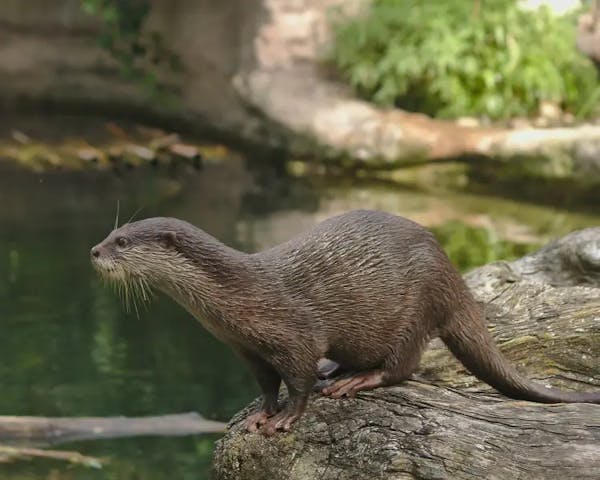 Aquatic acrobats: The playful world of smooth-coated otters in Asia
