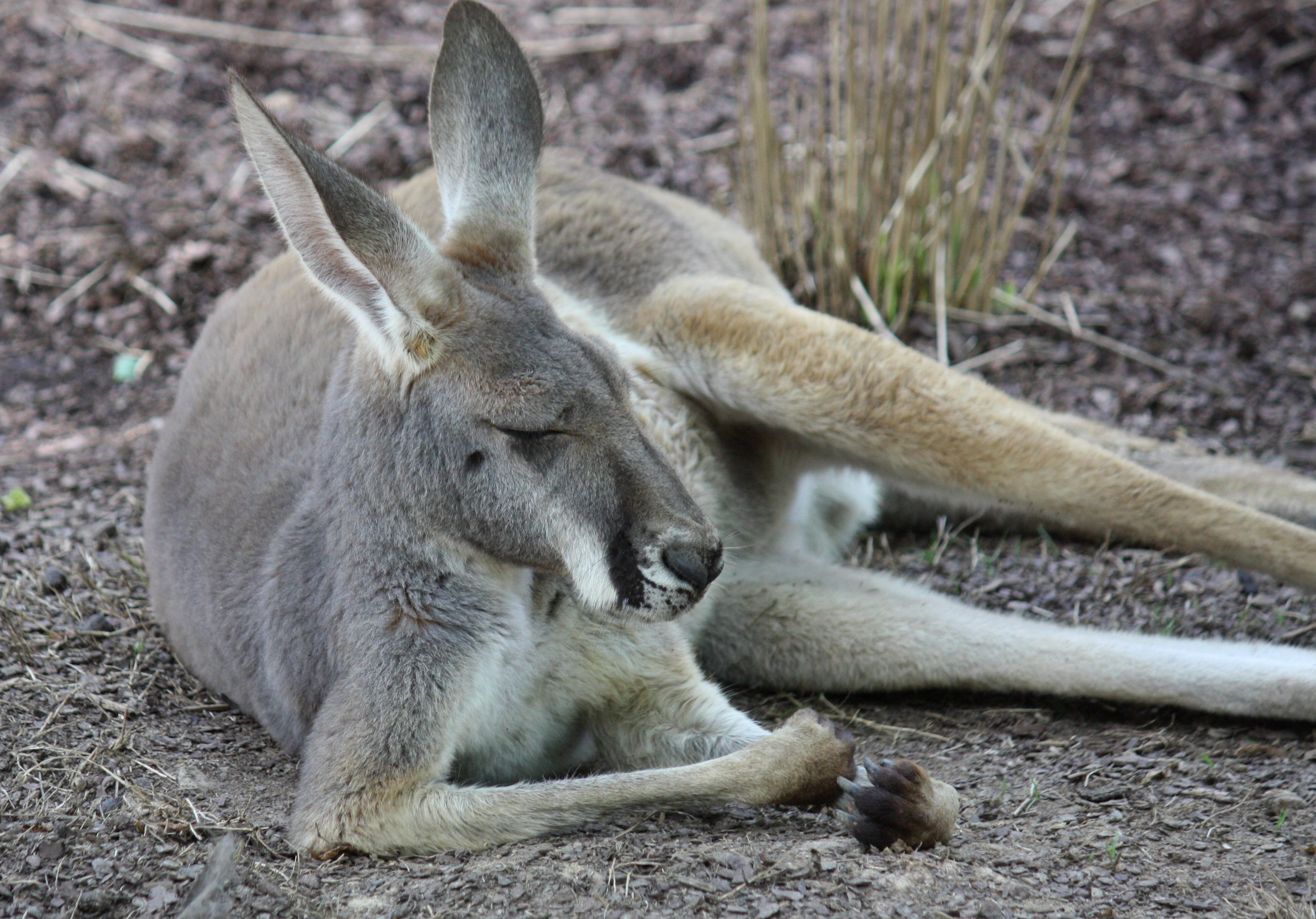 great sandy desert animals