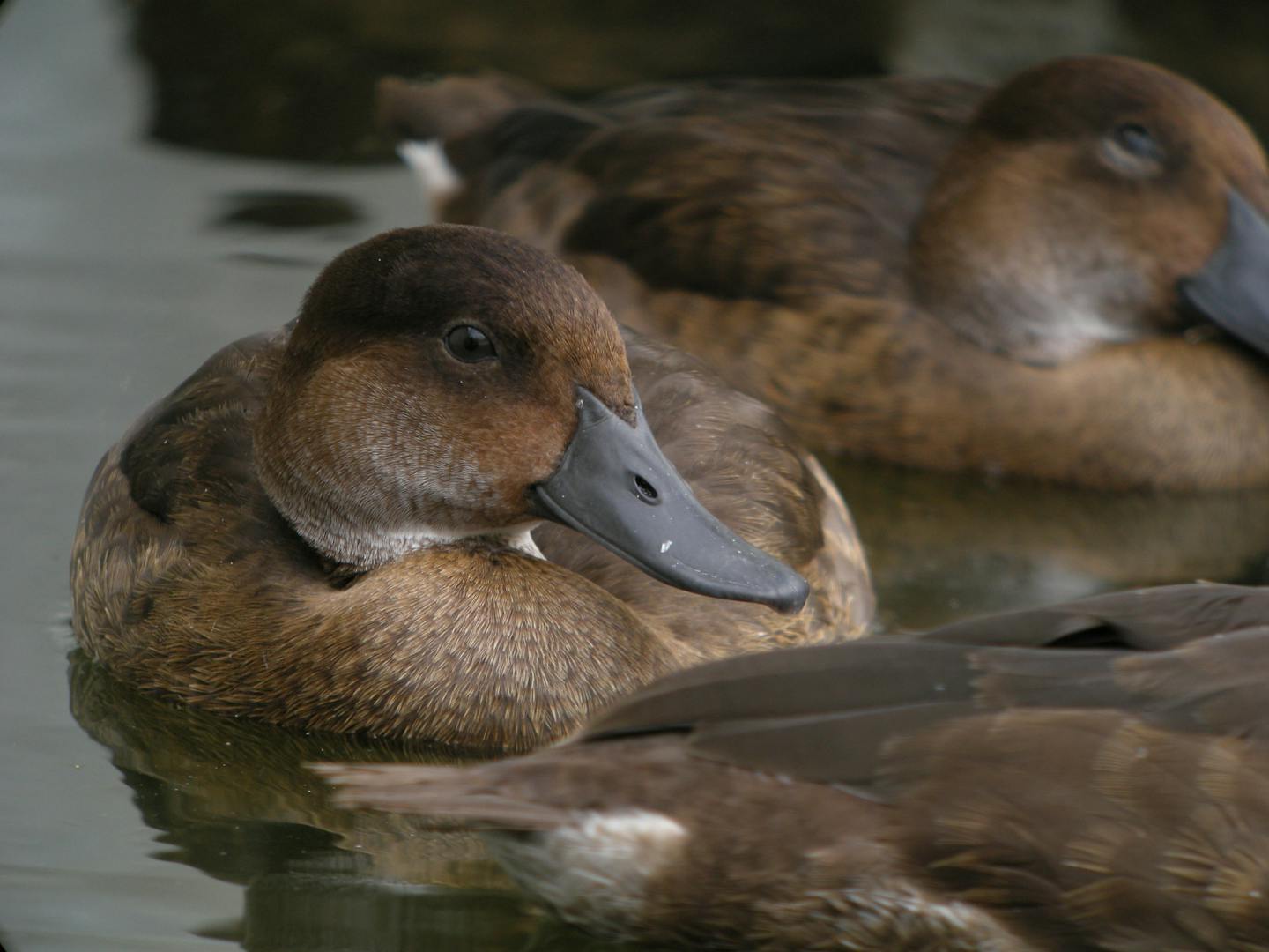 The great Madagascar pochard comeback