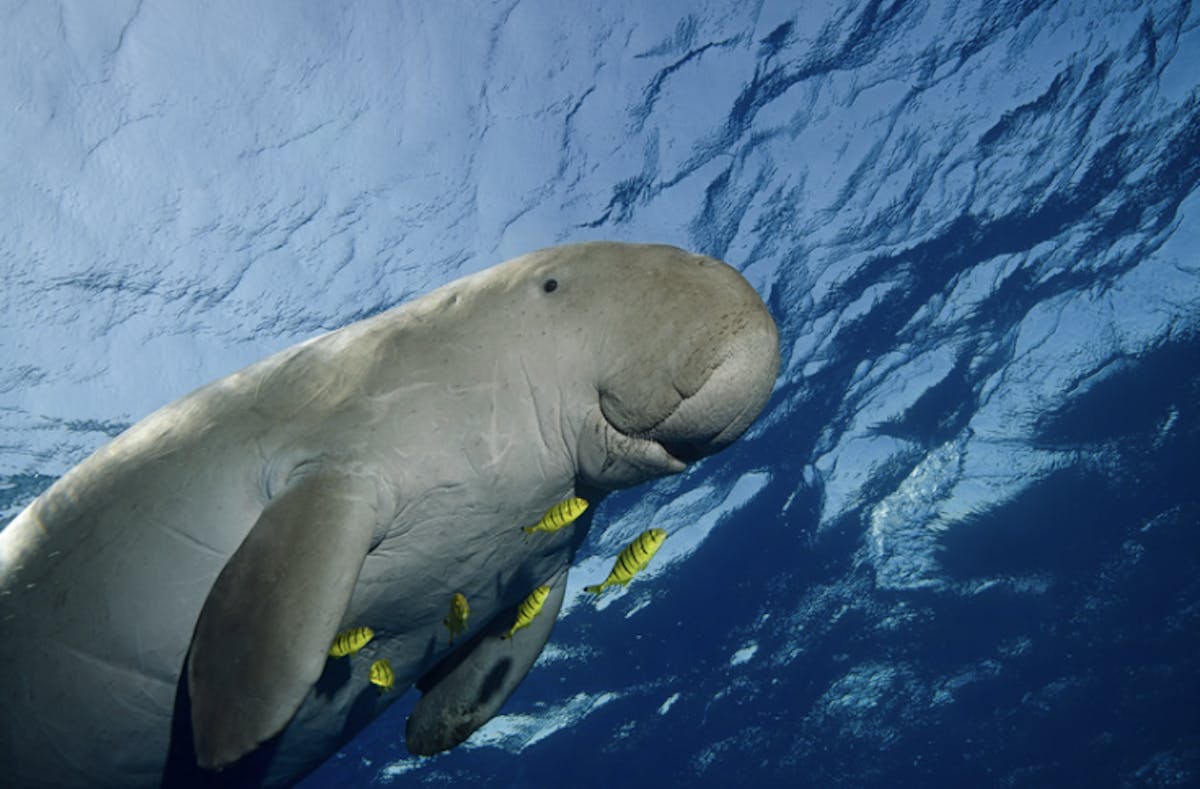 Dugongs: the marine mammal that inspired the myth of mermaids