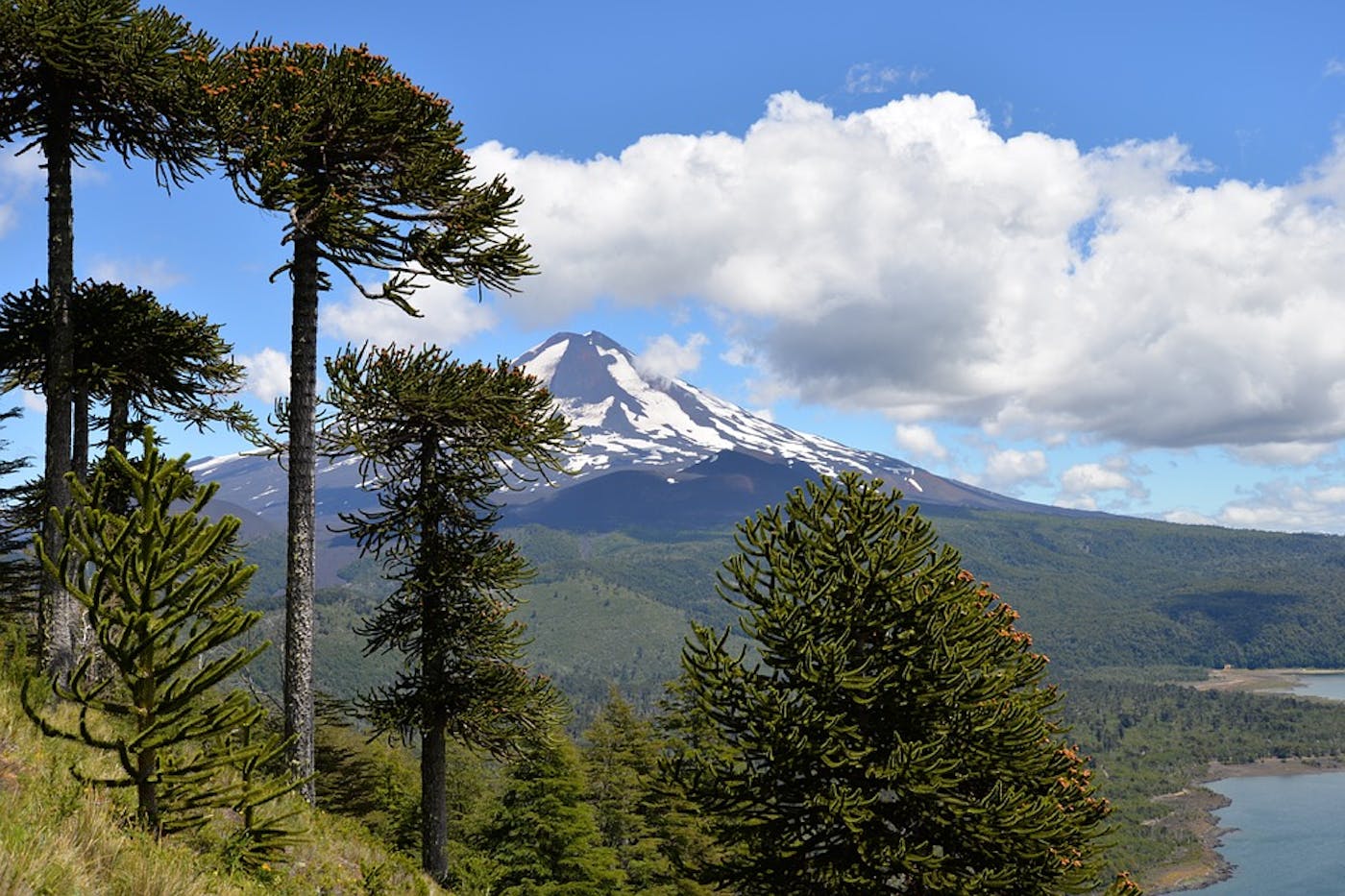 Chilean Mixed Forests (NT1)