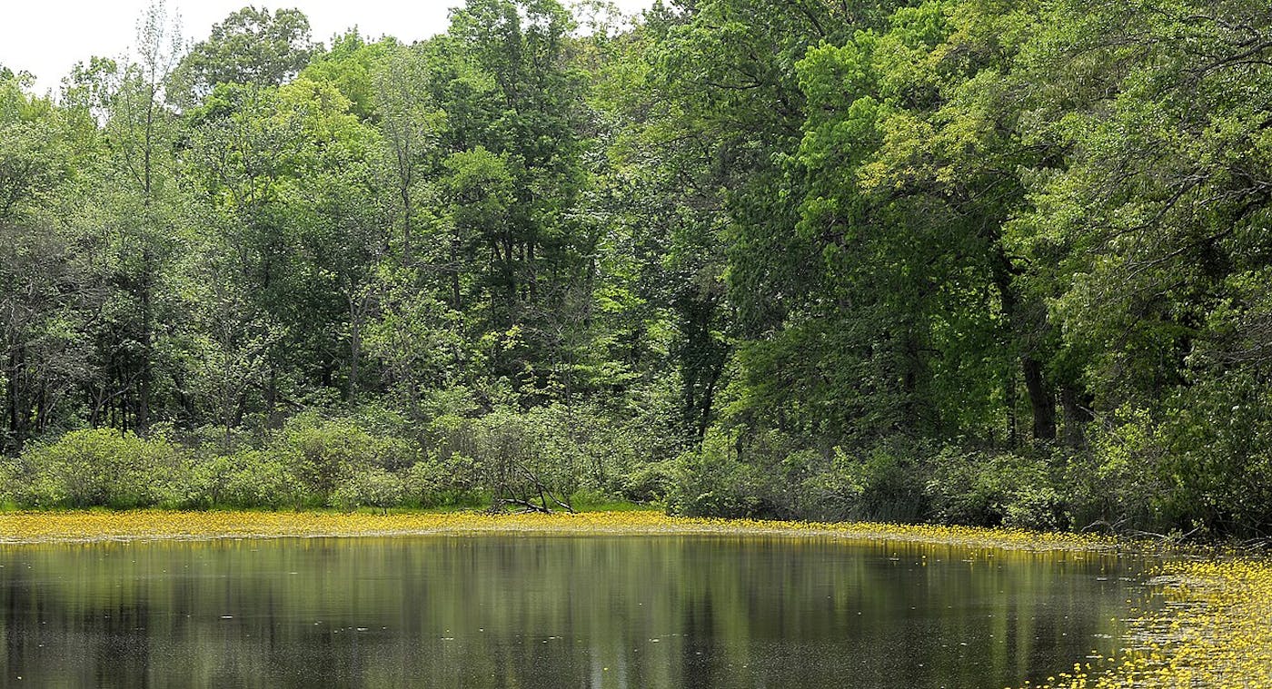 Southern Mixed Forests & Blackland Prairies (NA28)