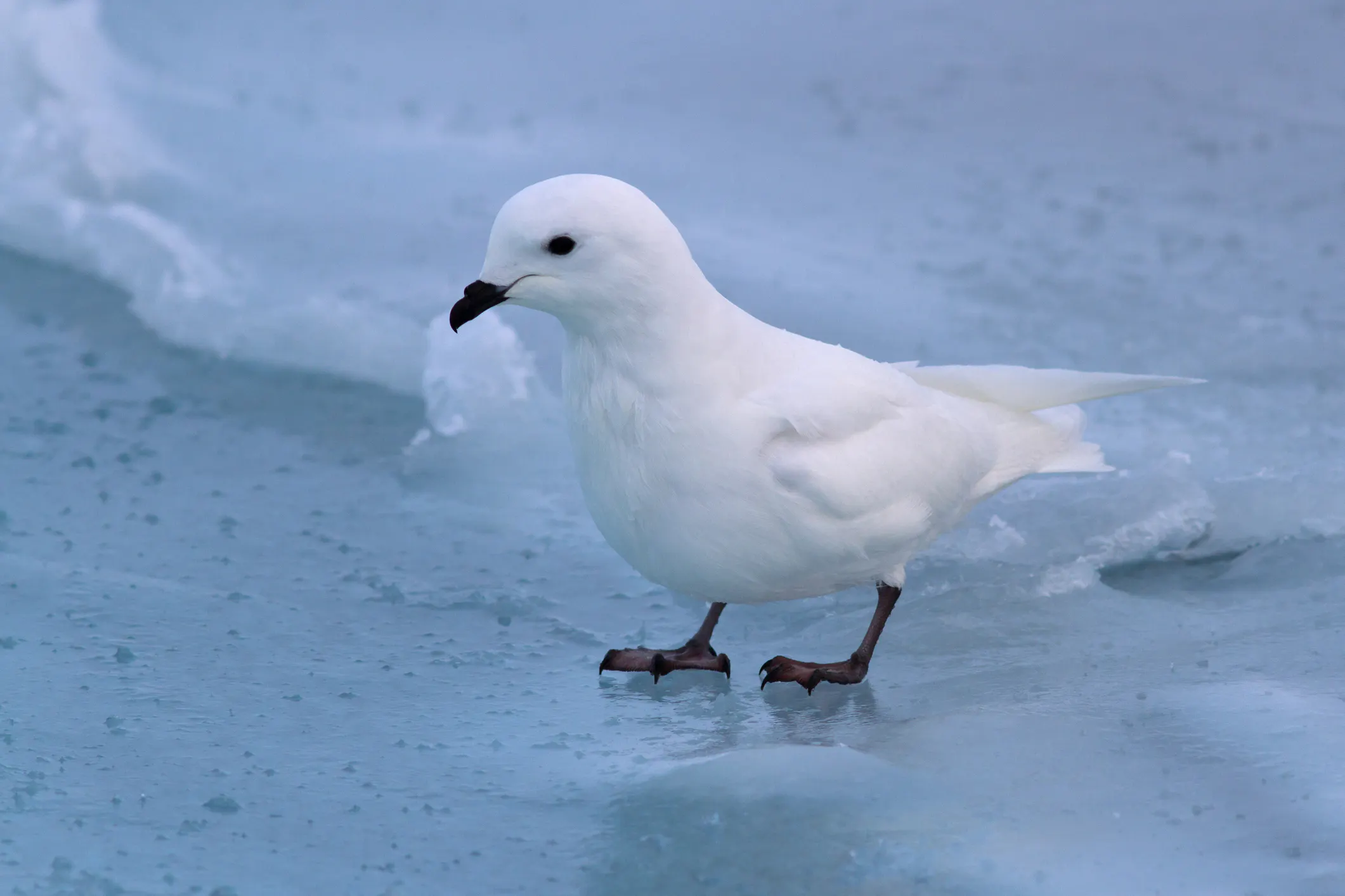 Snow petrel standing on the frozen ocean. Image Credit: © Agami Photo Agency, Dreamstime.