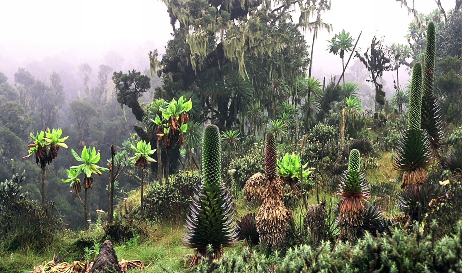 Rwenzori-Virunga Montane Moorlands