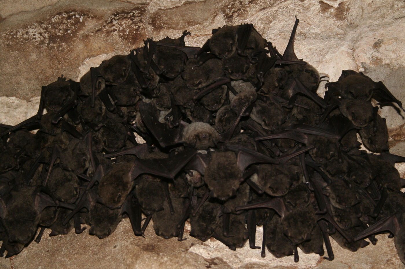 Cluster of gray bats hibernating. Image credit Ann Froschauer USFWS, Public Domain
