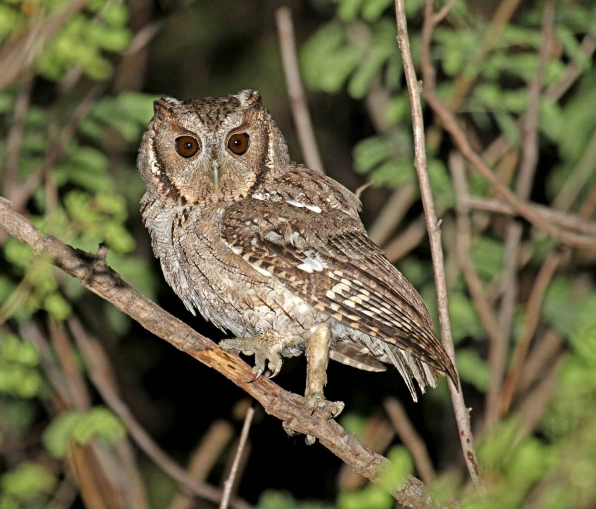 Balsas screech owls: rare predators with a fierce, haunting hoot