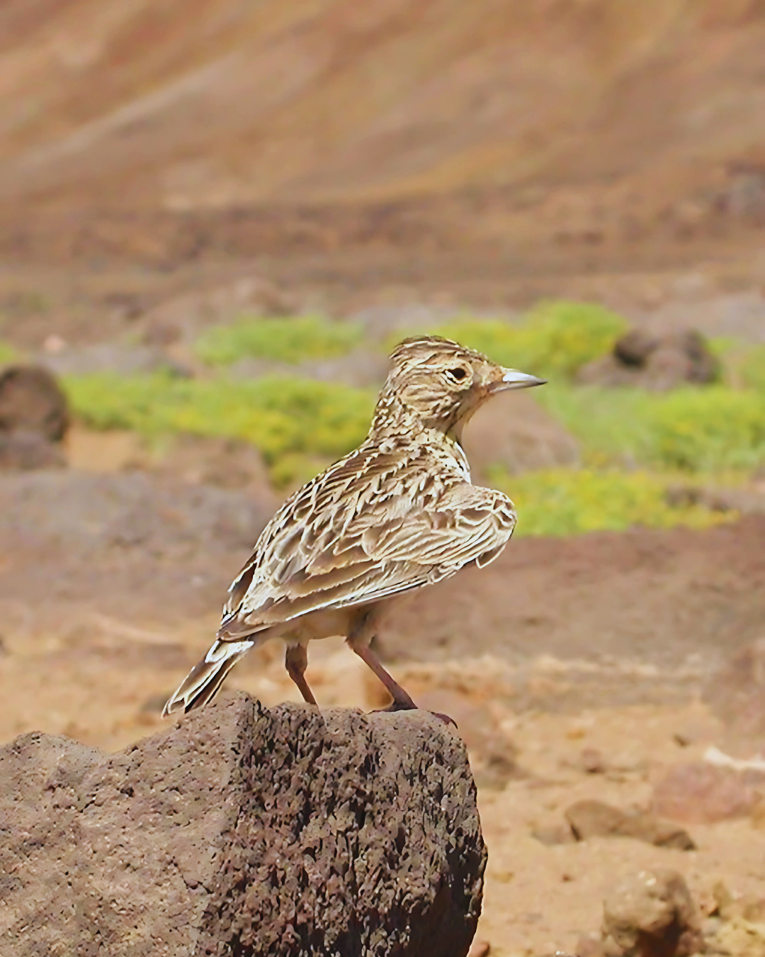 Raso lark. Image Credit: Adam Riley, Rockjumper Birding. Raso lark. Image Credit: Adam Riley, Rockjumper Birding.
