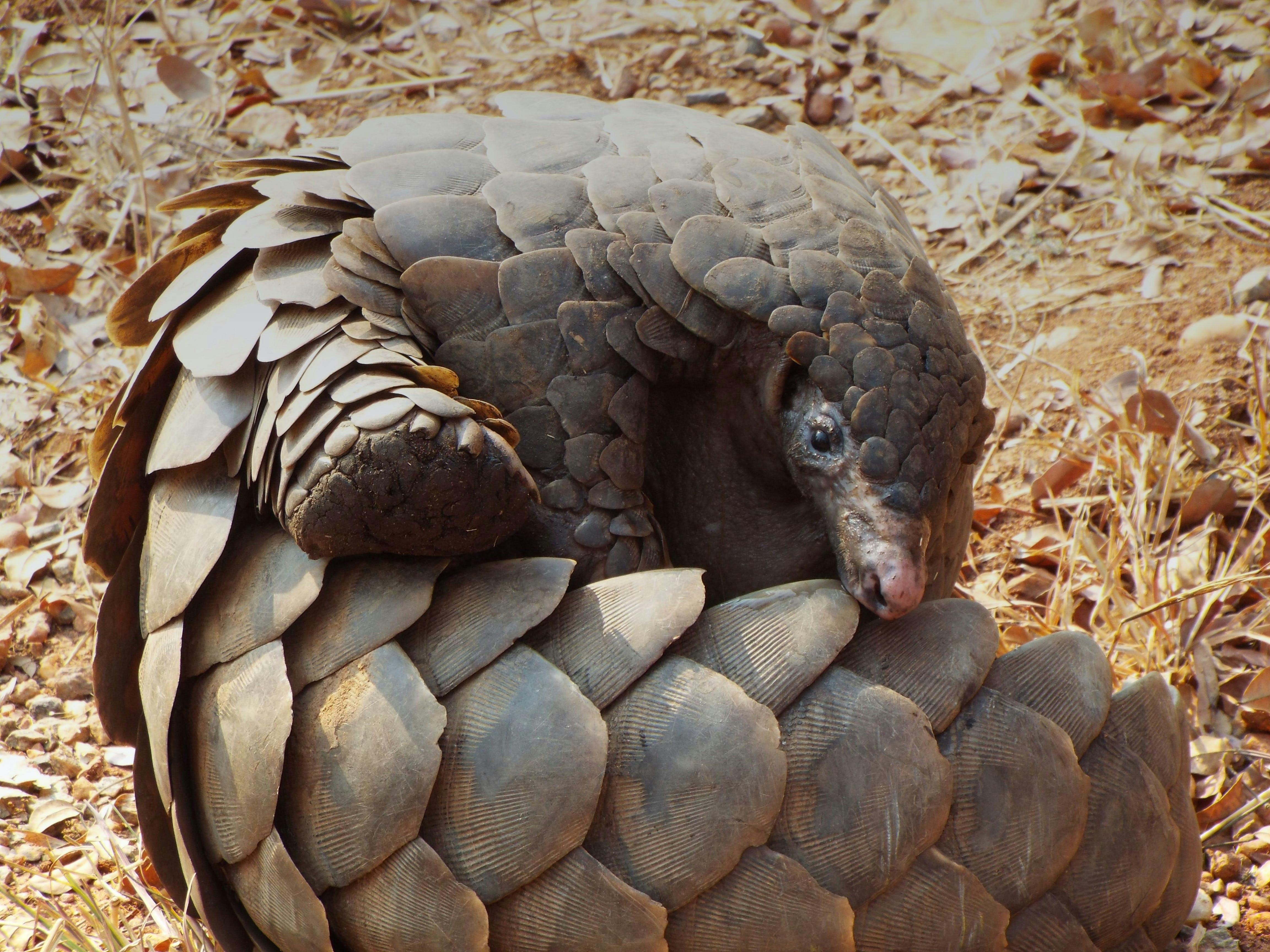 Pangolin Crisis Fund | One Earth