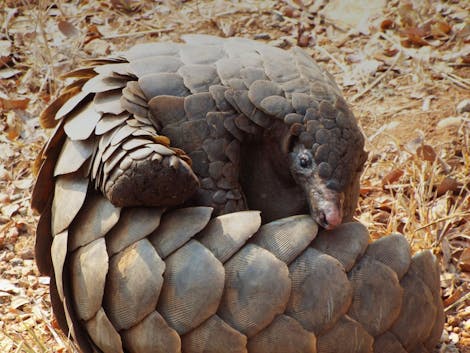 Identifying Strongholds for Asia’s Critically Endangered Pangolins