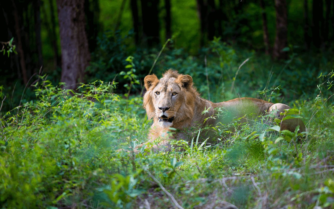 Asiatic lions: coming back from the brink of extinction | One Earth