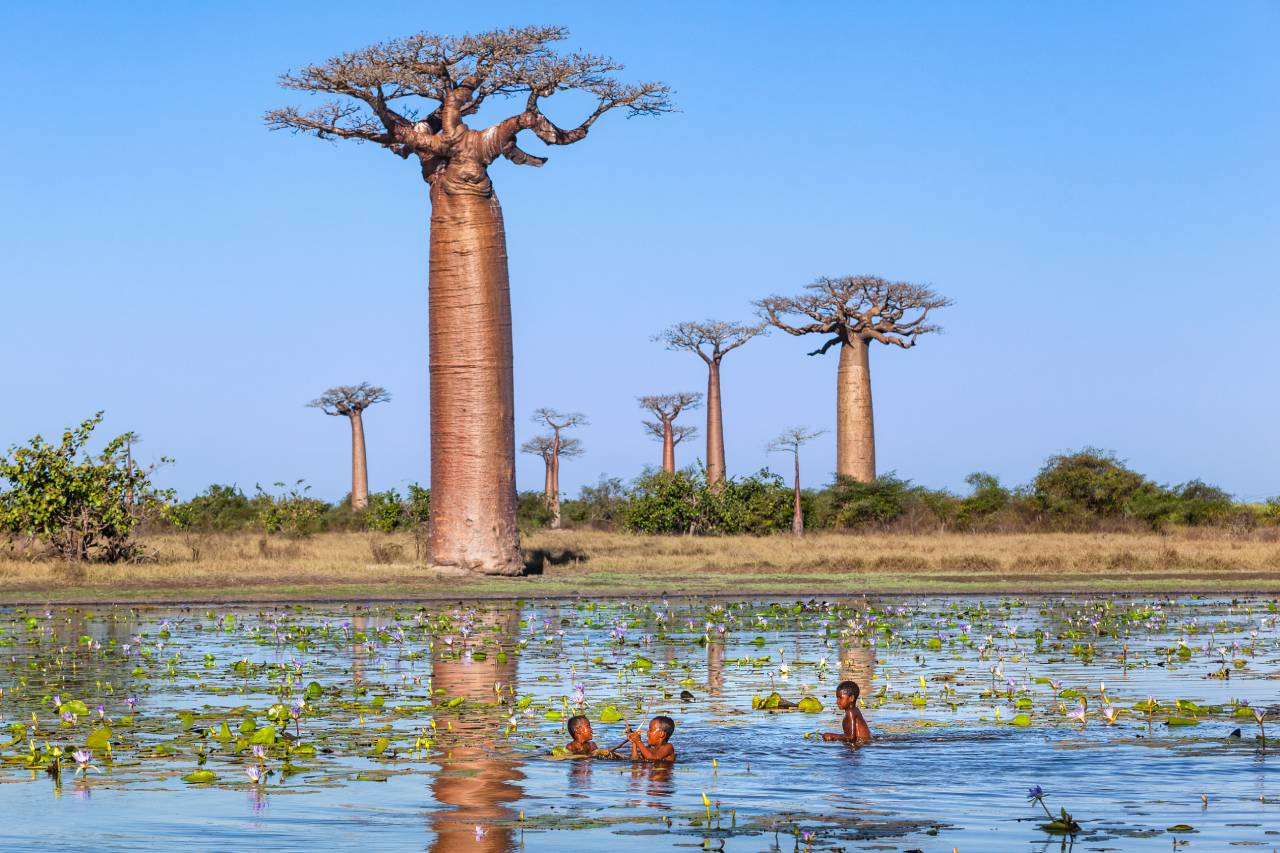 Children swim in lake near Baobab Alley in Morondava, Madagascar. Photo ID 185814815 © Ekaterina Tsvetkova | Dreamstime.com