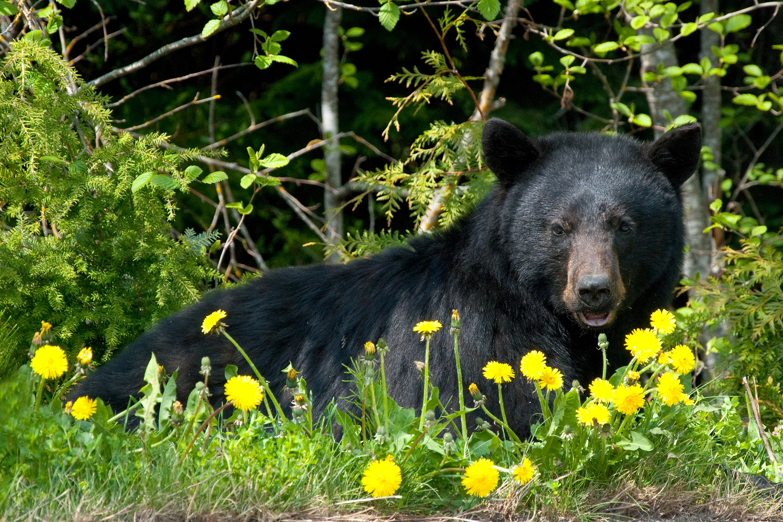 A black bear lounging in a bed of wildflowers in Whistler, British Columbia, Canada. Image Credit: © Vacclav, Dreamstime. A black bear lounging in a bed of wildflowers in Whistler, British Columbia, Canada. Image Credit: © Vacclav, Dreamstime.