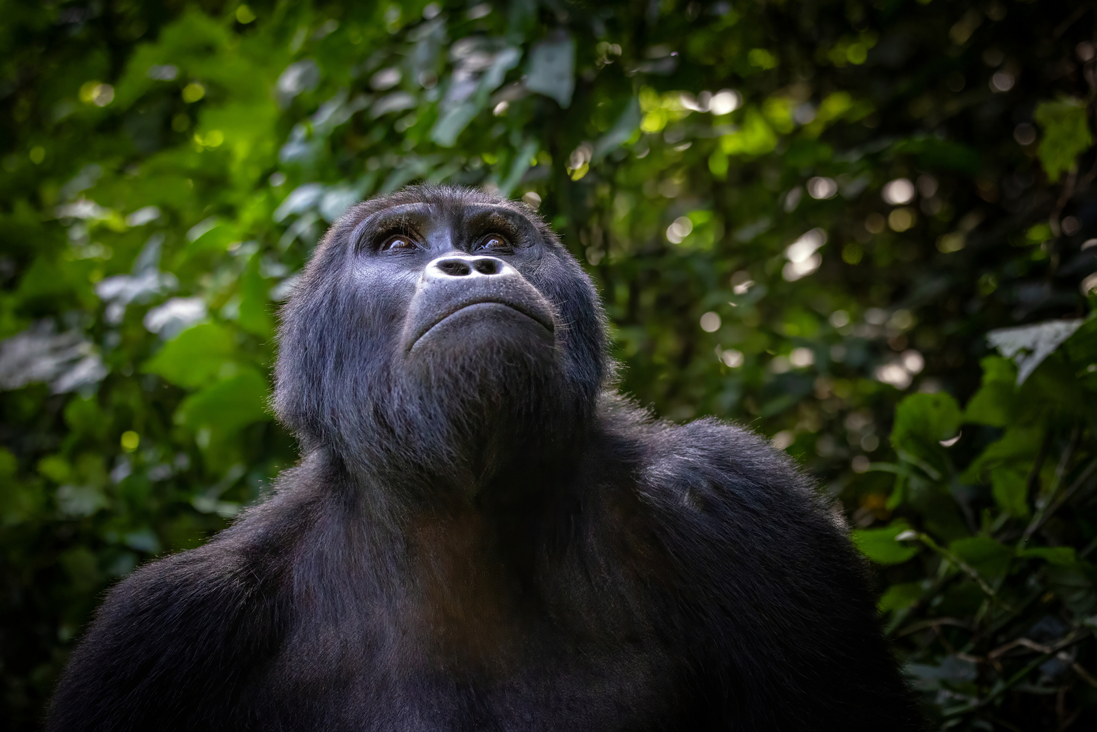 Adult male mountain gorilla in Uganda. Image Credit: © Rixie | Dreamstime.com.