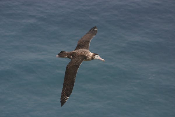 Amsterdam albatross: The rarest albatross on Earth