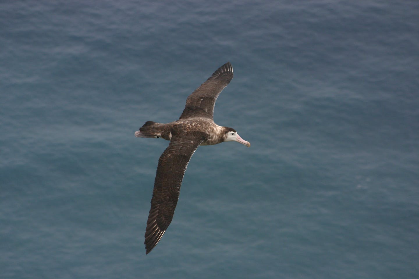 Amsterdam albatross: The rarest albatross on Earth