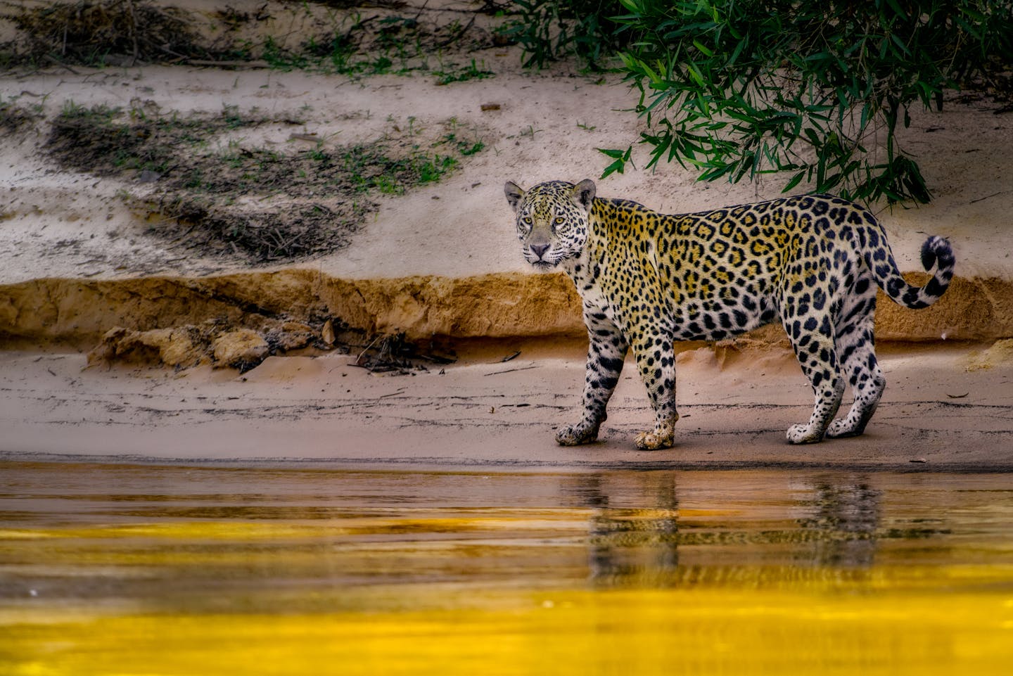 Jaguars: Kings of the jungle, balancing the Amazon's rich biodiversity