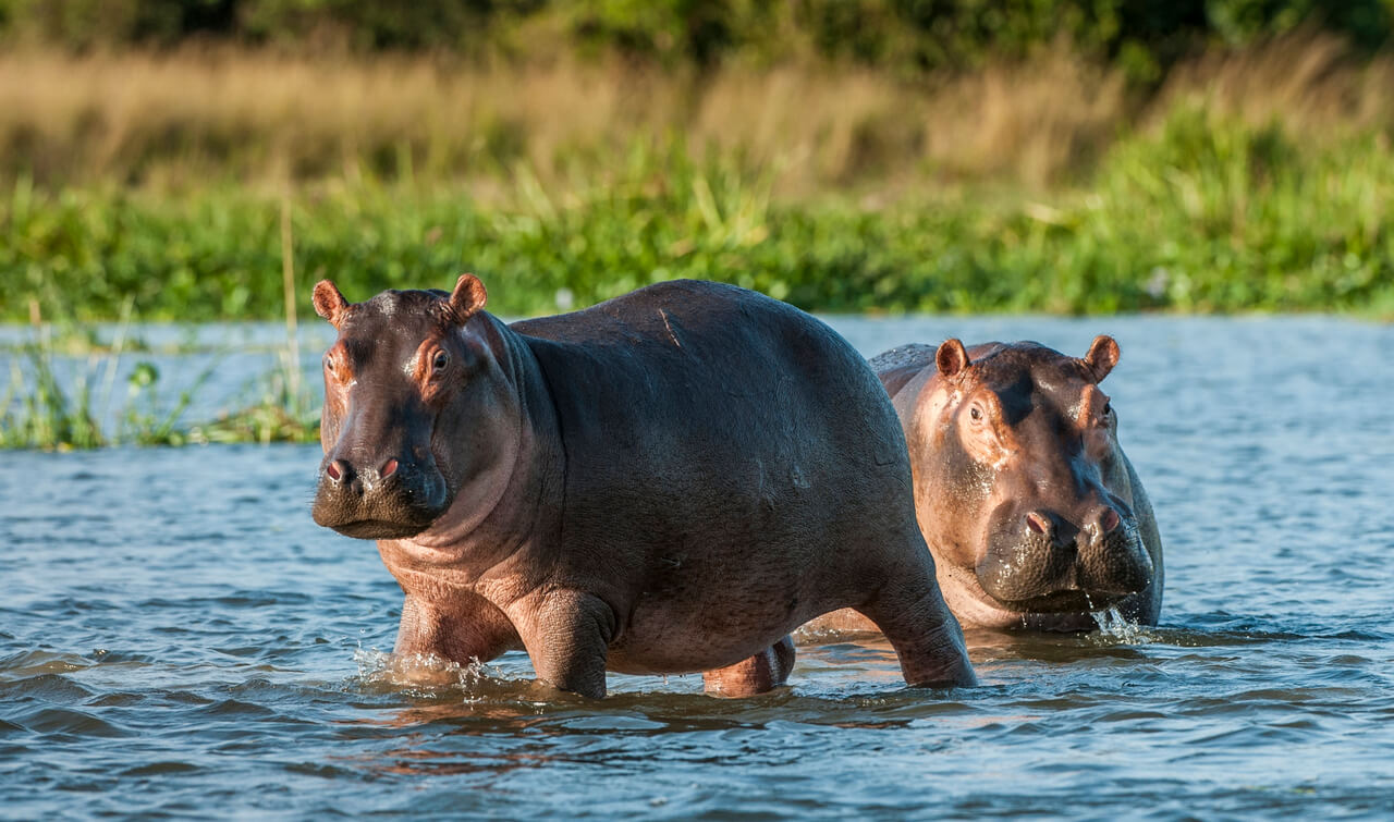 Two hippopotamus in the water.