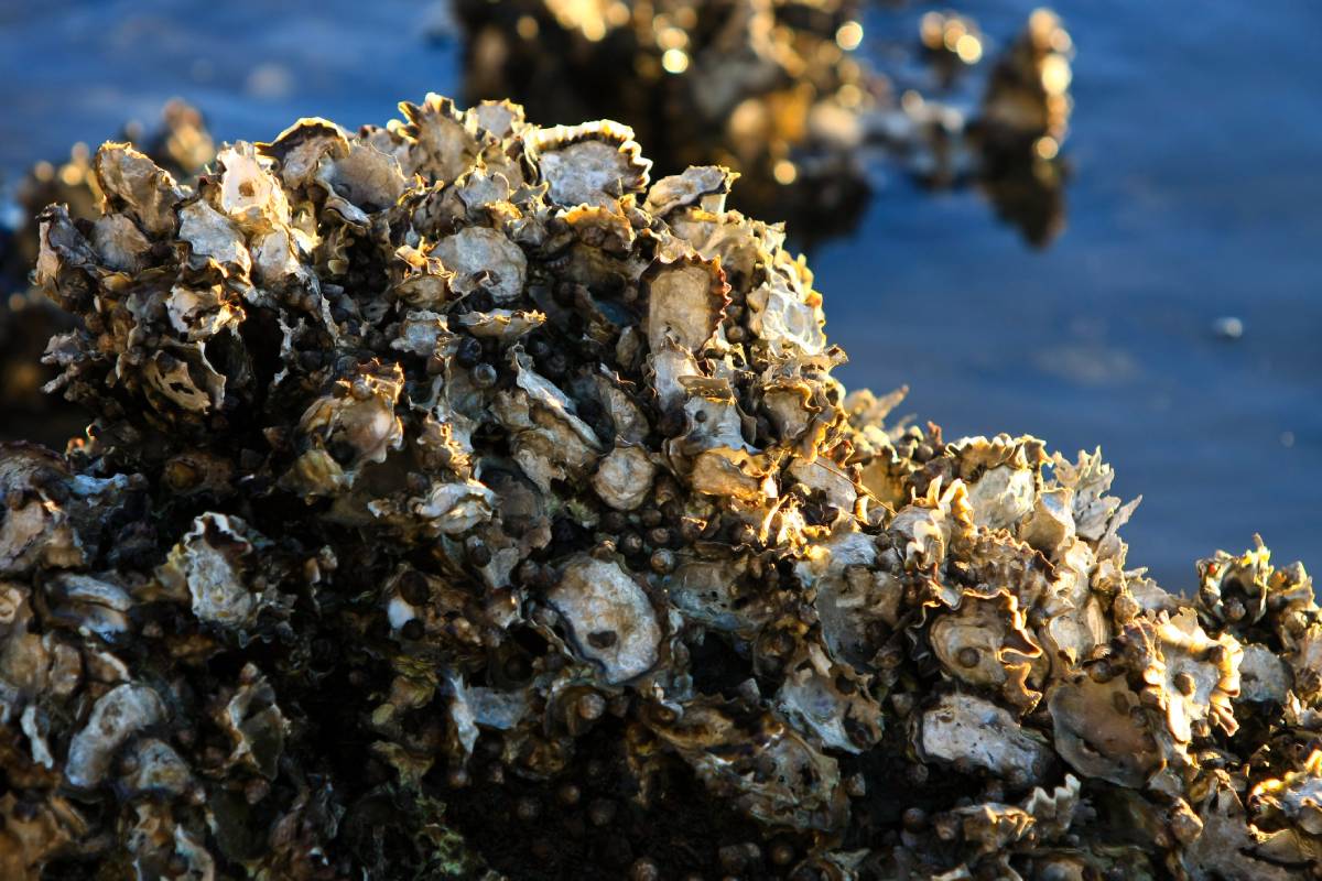 Live Sydney oysters on rocks.
