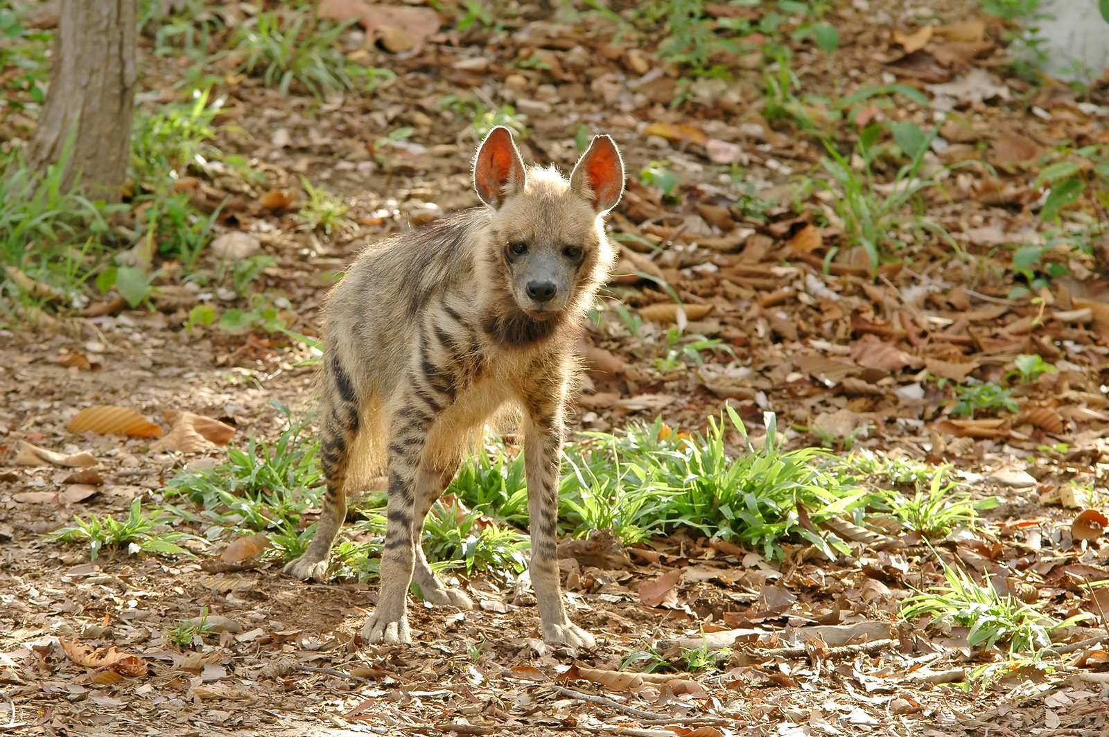 Striped hyena. Image Credit: © Anankkml, Dreamstime. Striped hyena. Image Credit: © Anankkml, Dreamstime.