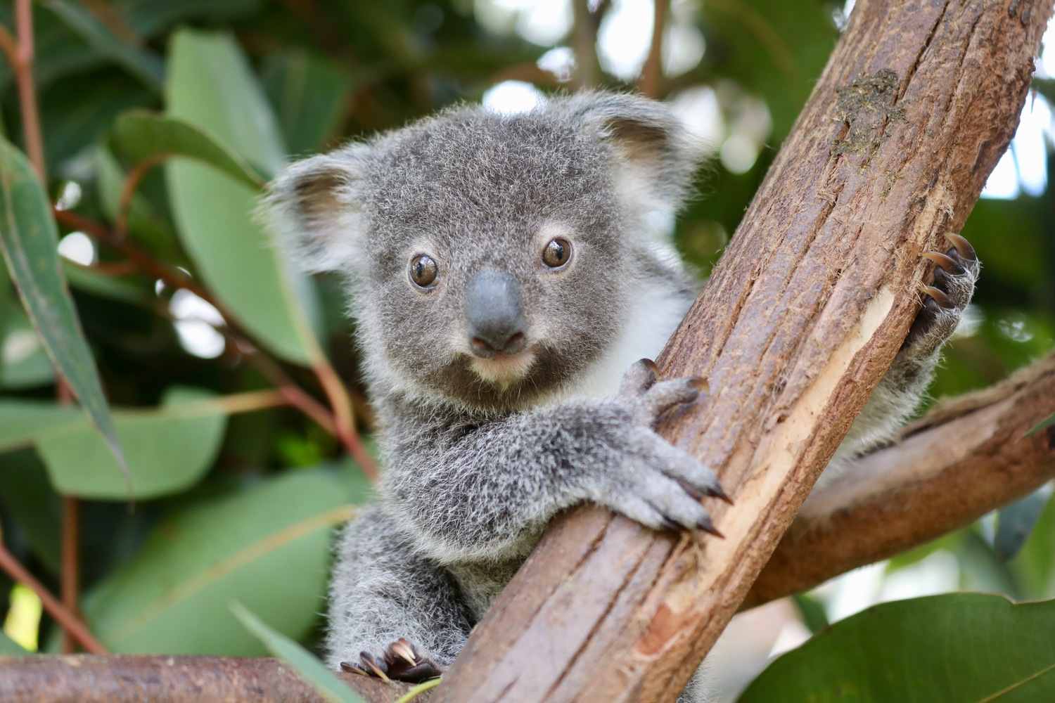 Australia's beloved koalas are under threat of extinction - Focus