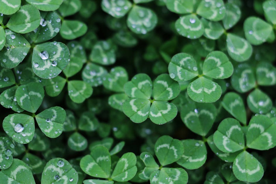 The various advantages of clover | One Earth
